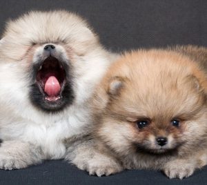 Сравнение двух самых пушистых собак Немецкий и Померанский шпиц: чем отличаются породы?