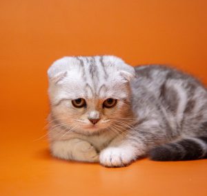 Милые и преданные Шотландские вислоухие котята: уход и питание, характер породы
