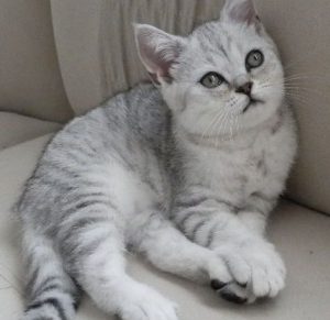 Милый и очень любопытный домашний питомец Шотландская прямоухая кошка (Скоттиш Страйт): окрасы породы