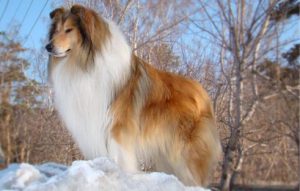 красивая шотландская овчарка