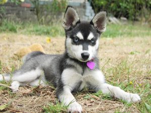 Существование мини лайки как породы: правда или ложь