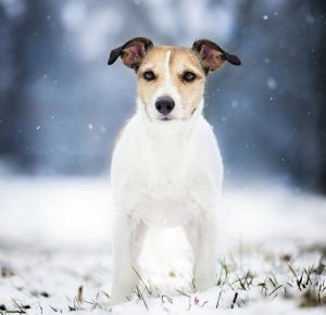 Охотничий шустрик из Британии все о Джек Рассел терьерах: сколько живут и стоят?