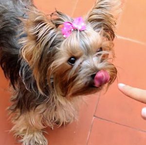 Эти дни у Йоркширского терьера сколько длится течка и какие признаки наступления?