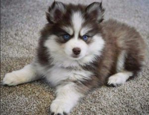 Метис хаски и шпица помски: особенности удивительной породы