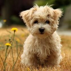 Забота о выставочных болонках