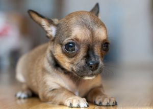 Декоративная собачка чихуахуа: правила питания, содержания, черты характера