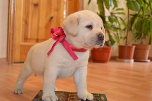 Рекомендации по выбору щенка лабрадора и его стоимость