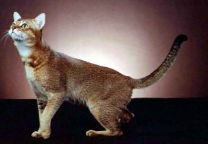 Камышовый кот чаузи: что представляет из себя этот редкий зверь