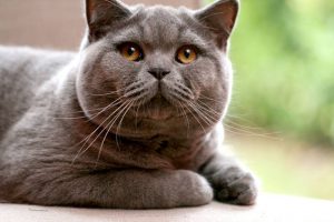 Разновидности окрасов кошек британской породы