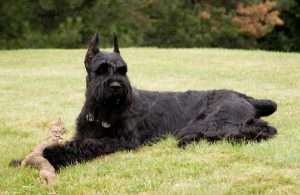 Немецкий ризеншнауцер: особенности характера питомца