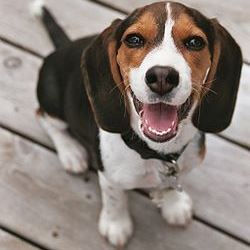 Порода бигль