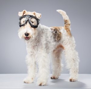 Маленькие, но невероятно сильные щенки Фокстерьер жесткошерстный: описание и отзывы о породе