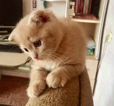 Обзор редких и популярных окрасов шотландской вислоухой кошки