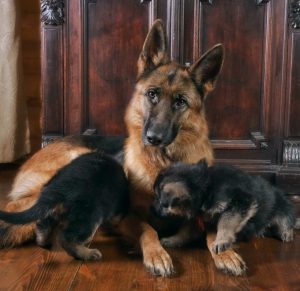 Преданный и умный друг человека Немецкая овчарка: уход и содержание щенка