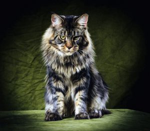 Как интересно назвать кошку породы Мейн Кунов: клички для мальчиков и девочек