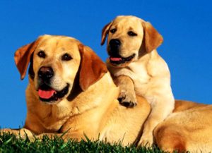 Популярная порода лабрадор: характеристика питомца