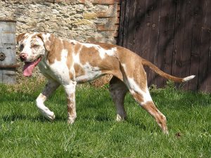 Порода луизианская леопардовая катахулы: питомец с происхождение от рыжих волков