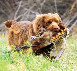 История породы спаниель