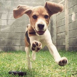 Описание породы бигль