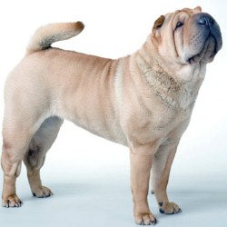 Что нельзя есть шарпею