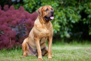 Японская бойцовская порода тоса ину: собака с агрессивным характером