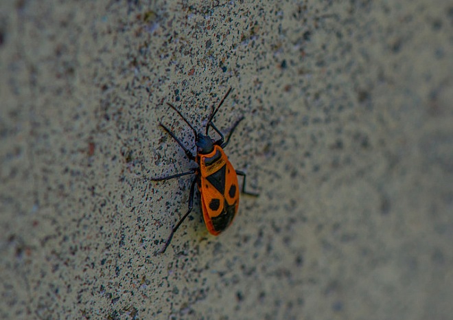 внешний вид клопа-солдатика