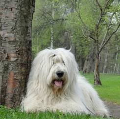 juzhnorusskaja_ovcharka_opis