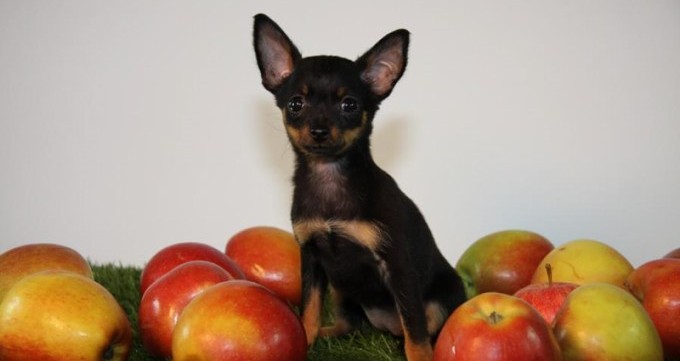 Золотые правила содержания и ухода за Той терьером чем кормить щенка и как воспитывать?