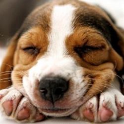 На что обратить внимание при выборе щенка