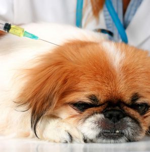 Одно из самых частых заболеваний у Пекинеса выпадают глаза: симптомы и лечение недуга