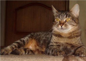 Европейские короткошерстные кошки: советы по уходу за классическим питомцем