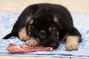 Кормление щенка немецкой овчарки на разных этапах взросления