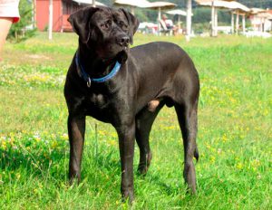 Японская бойцовская порода тоса ину: собака с агрессивным характером