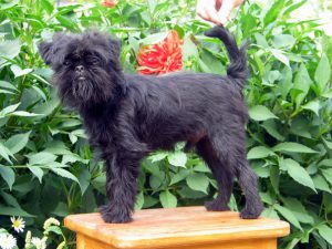 Карликовый аффенпинчер: положительные и отрицательные стороны питомца