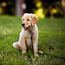 Особенности выгула лабрадора