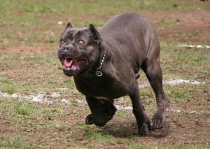 корсо бежит