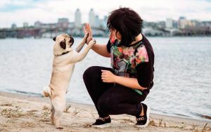 дрессировка мопса