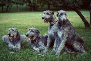 Ирландский волкодав: ищем подход к благородному гиганту