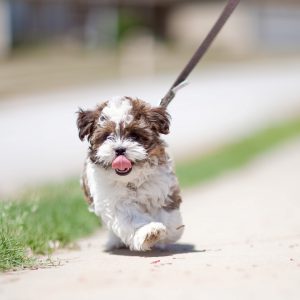 Секреты правильного воспитания Йорка: дрессировка в домашних условиях