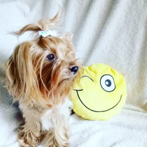 Обзор лучших модельных стрижек для Йорков девочек: цены на груминг и прически