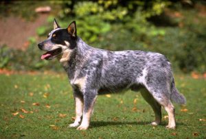 хиллер на траве