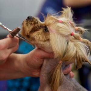 Игривый и преданный малыш Йоркширский терьер: уход и содержание в домашних условиях