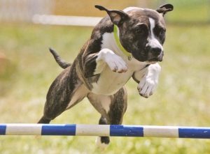 Невероятно сильная и ласковая порода собак Стаффордширский Терьер: характер и воспитание