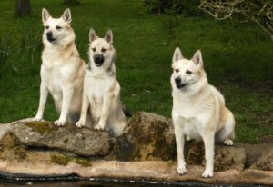 Активность и смелость: норвежский бухунд с охотничьими качествами