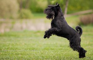 миттельшнауцер на прогулке