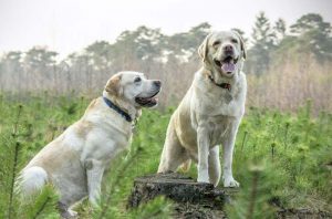 Золотистый ретривер и лабрадор ретривер: в чем разница между двумя породами