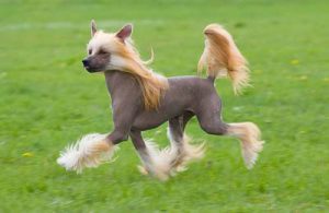 Маленькая и кокетливая китайская хохлатая собака: рекомендации по уходу, продолжительность жизни