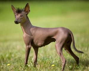 Разновидности голых пород собак, описание их внешних данных