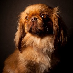 пекинес порода