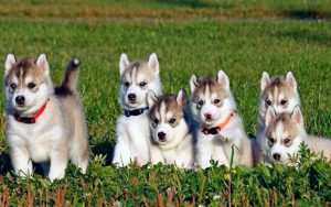 Как назвать собаку породы хаски: советы по выбору клички